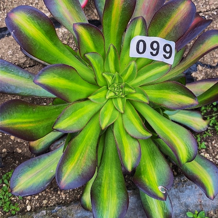 099宽锦多肉植物处理不售后花纳