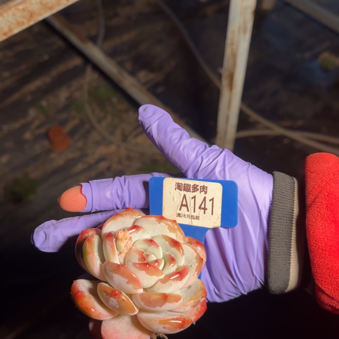 多**家多内植23345677