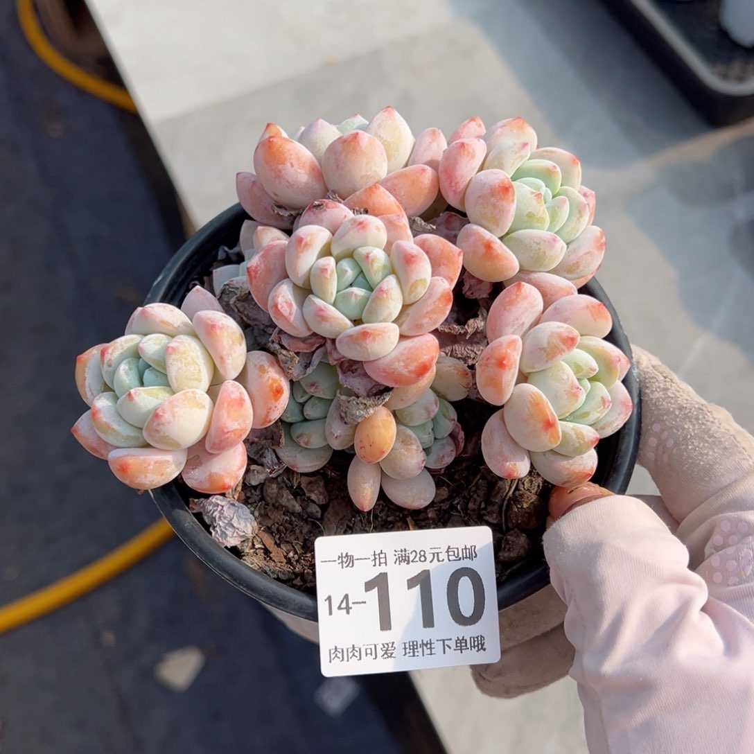 冷香多肉多肉多肉多肉