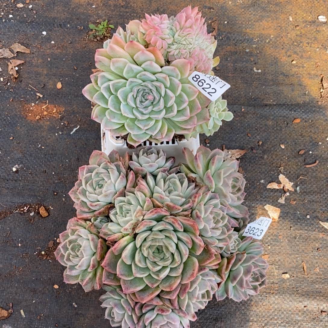 *****不包整散掉头8622~8623杂交精品多肉