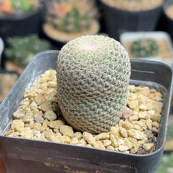 神惠丸实生球一颗孤品