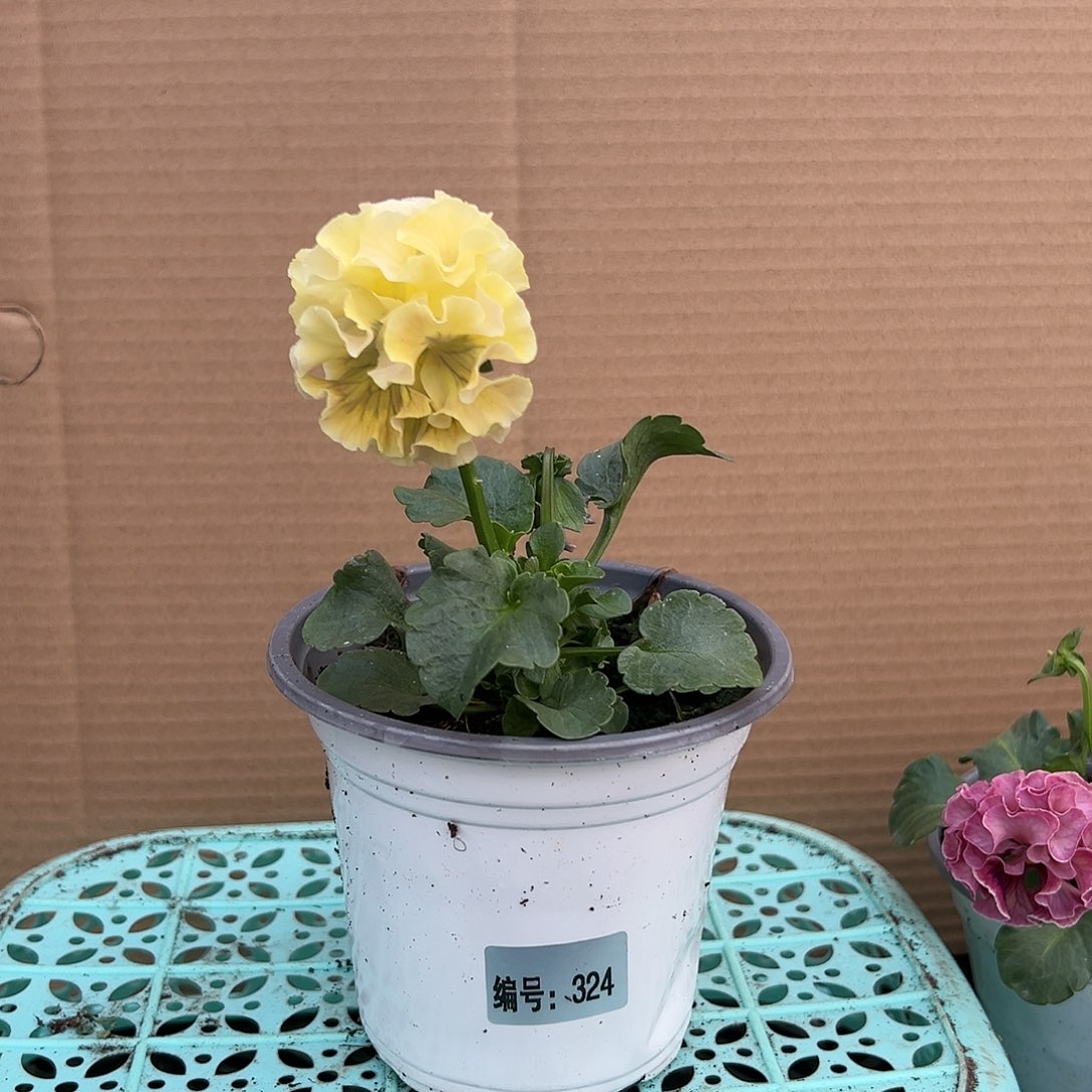 【闪购商品】完全开放324号