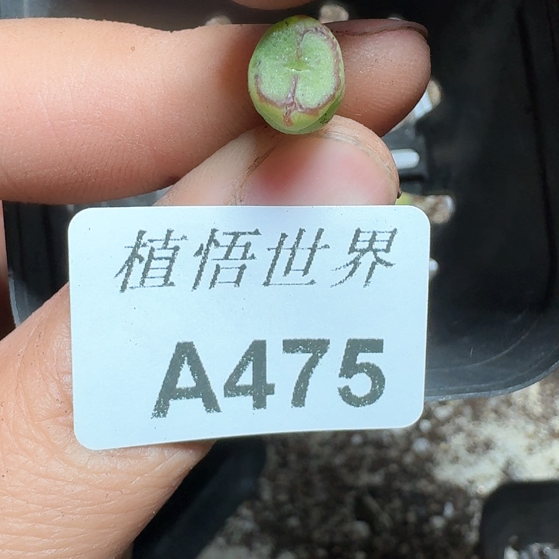 475号多肉植物哇d f