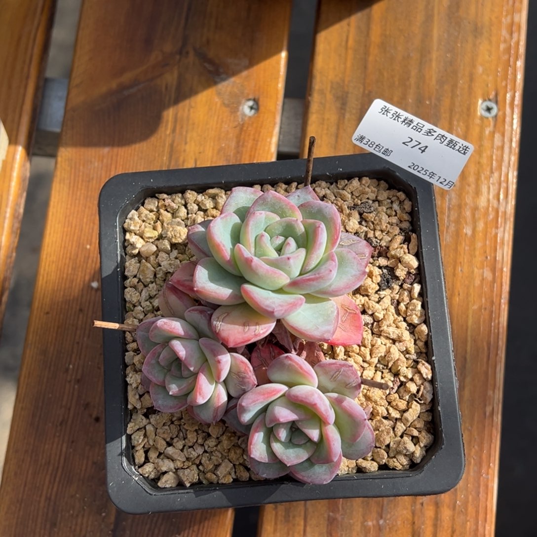 张张精品多肉甄选274