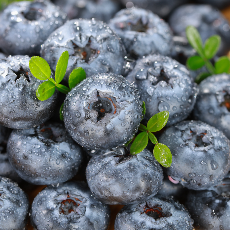 18mm云南花香蓝莓4两左右云南省