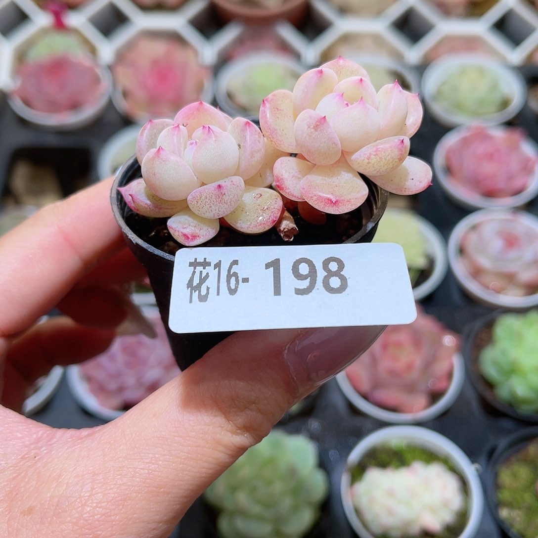 花利美16-198新品