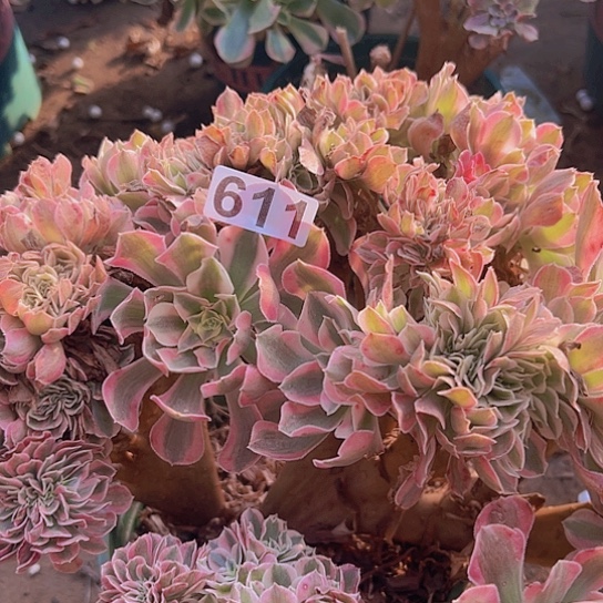 展***来多肉植物一个女郎