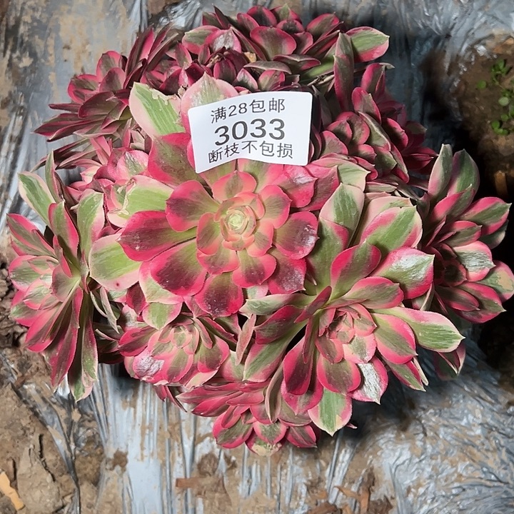 3033七彩石多肉植物