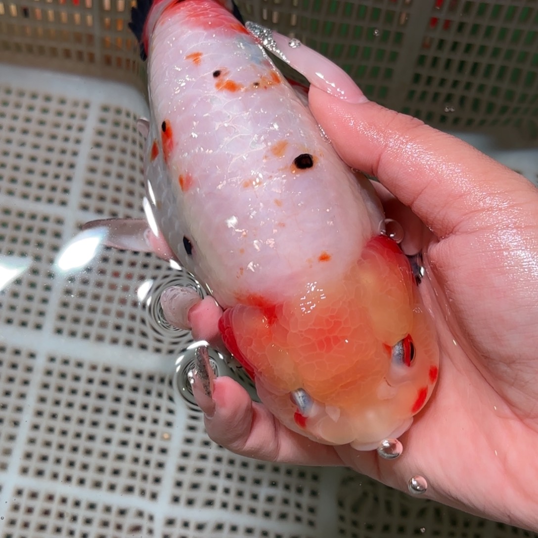 贝***壳金鱼拍包装包邮，不拍包装运费到付