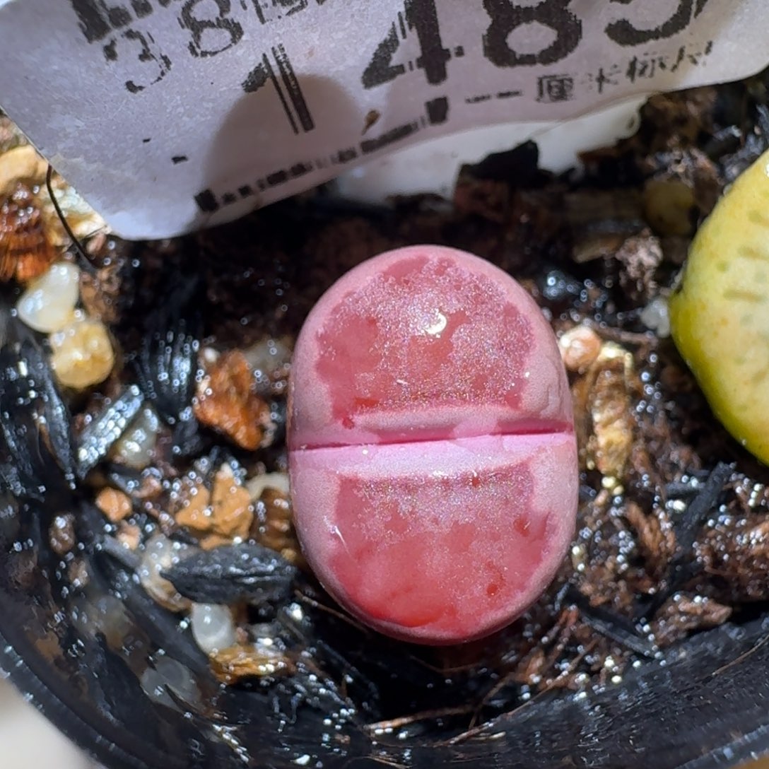 zzz生石花肉锥1485紫菊