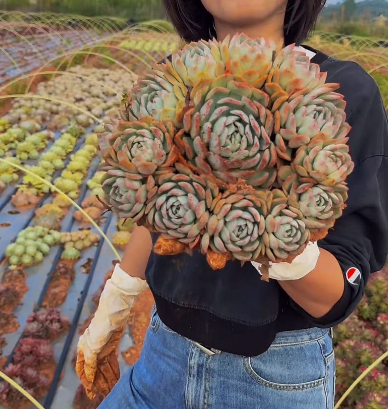 云漫多肉 地栽水莲群生 25-30cm 多肉植物 