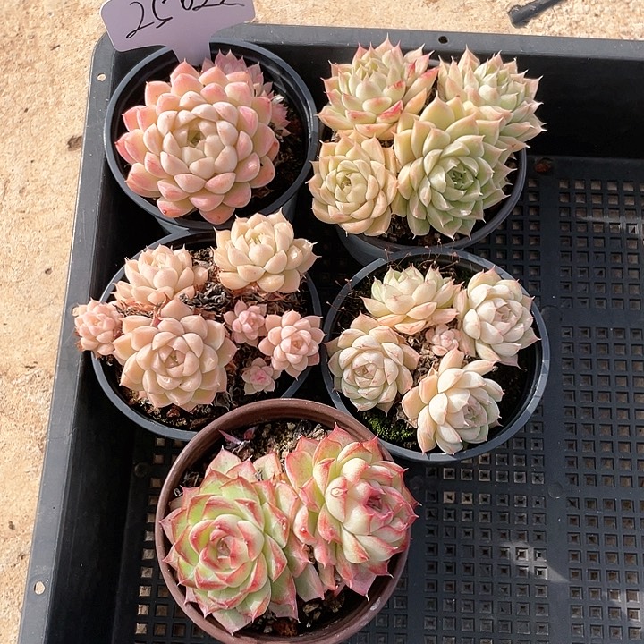 薇薇安园艺多肉25022