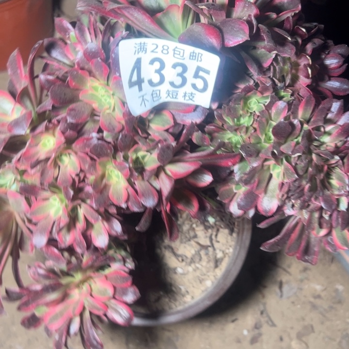 4335美杜莎多肉植物法师缀