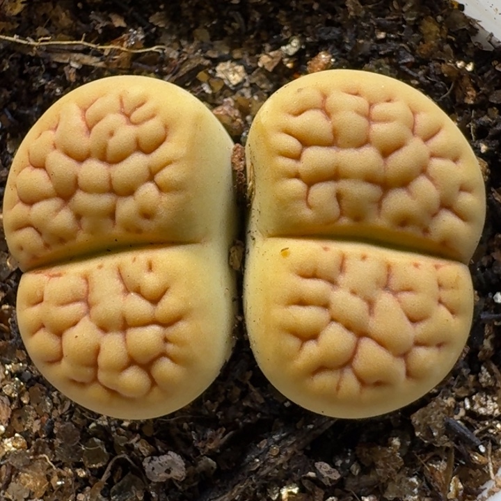 生石花1111211。  191