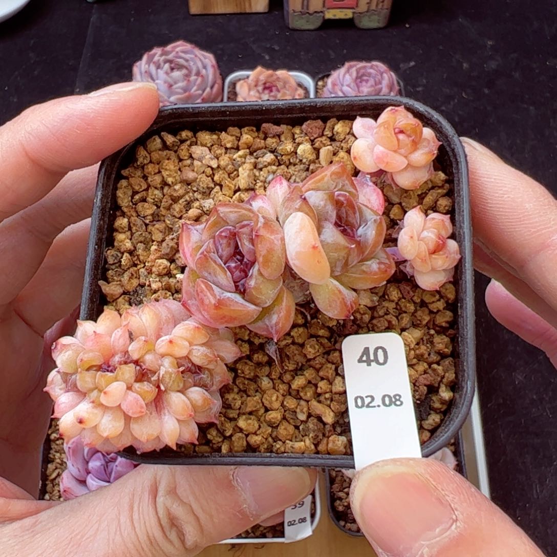 冰魄缀40、下播福利