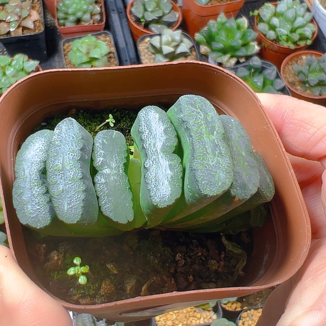 5351玉露多肉植物一颗