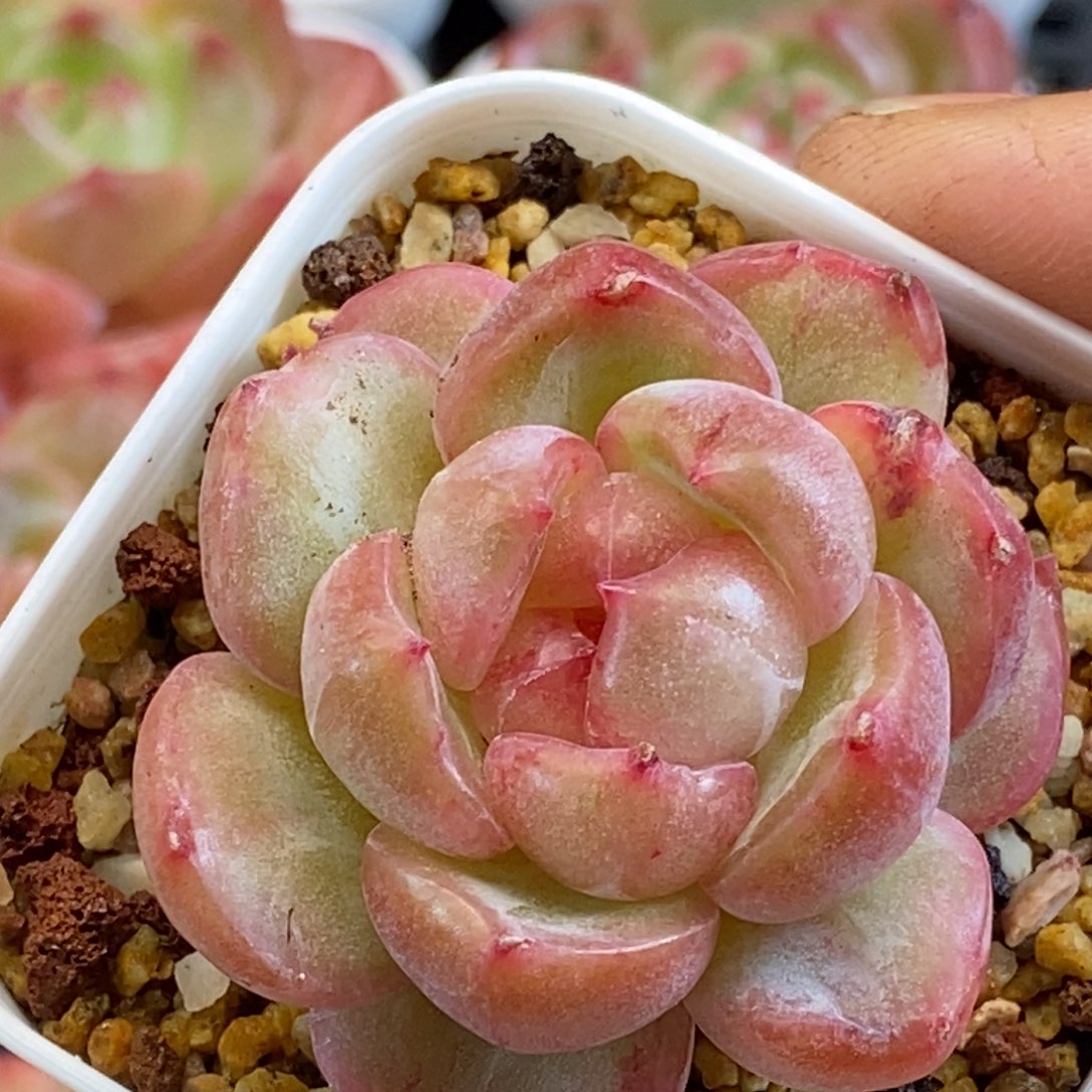 天官赐福百无禁忌