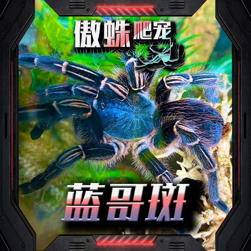 蓝色种哥斯达黎加斑马脚好养活体宠物温顺蓝色网红蓝色