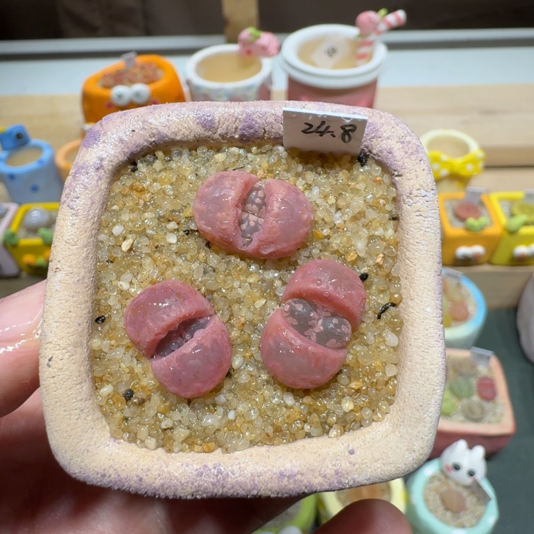 红陶蘑菇466紫大牙