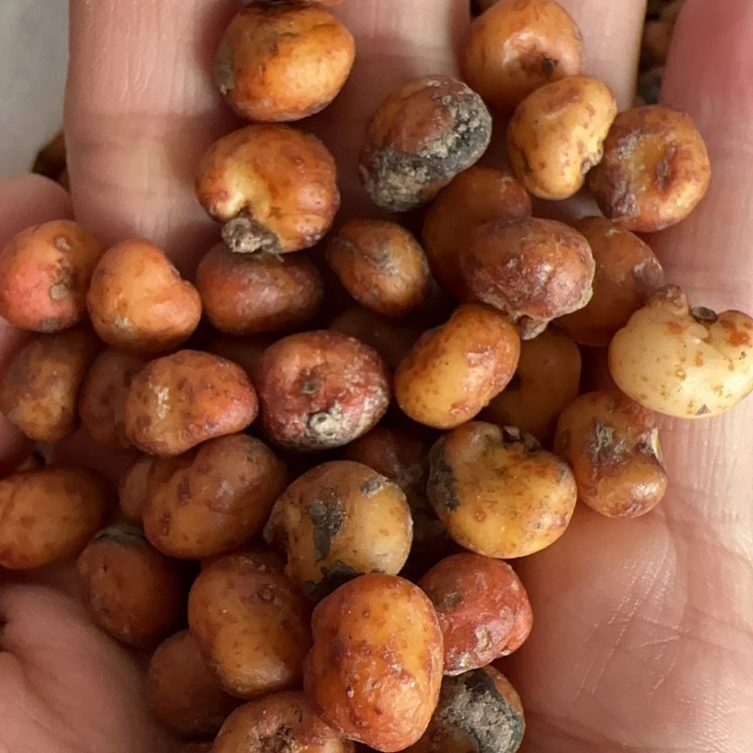 现收山货 100克/250克/500克土特产食用农产品 可搭配枸杞