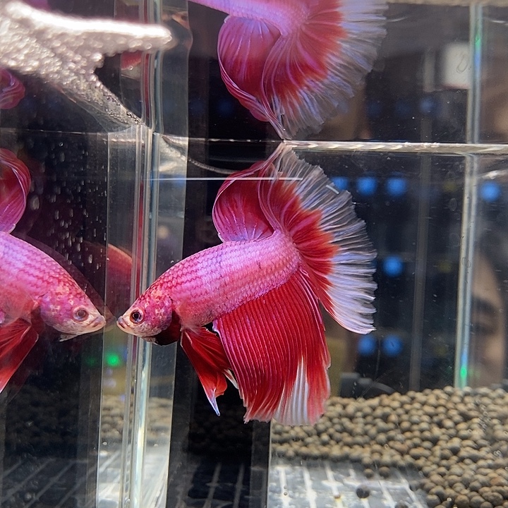 斗鱼黑162号巨否半月