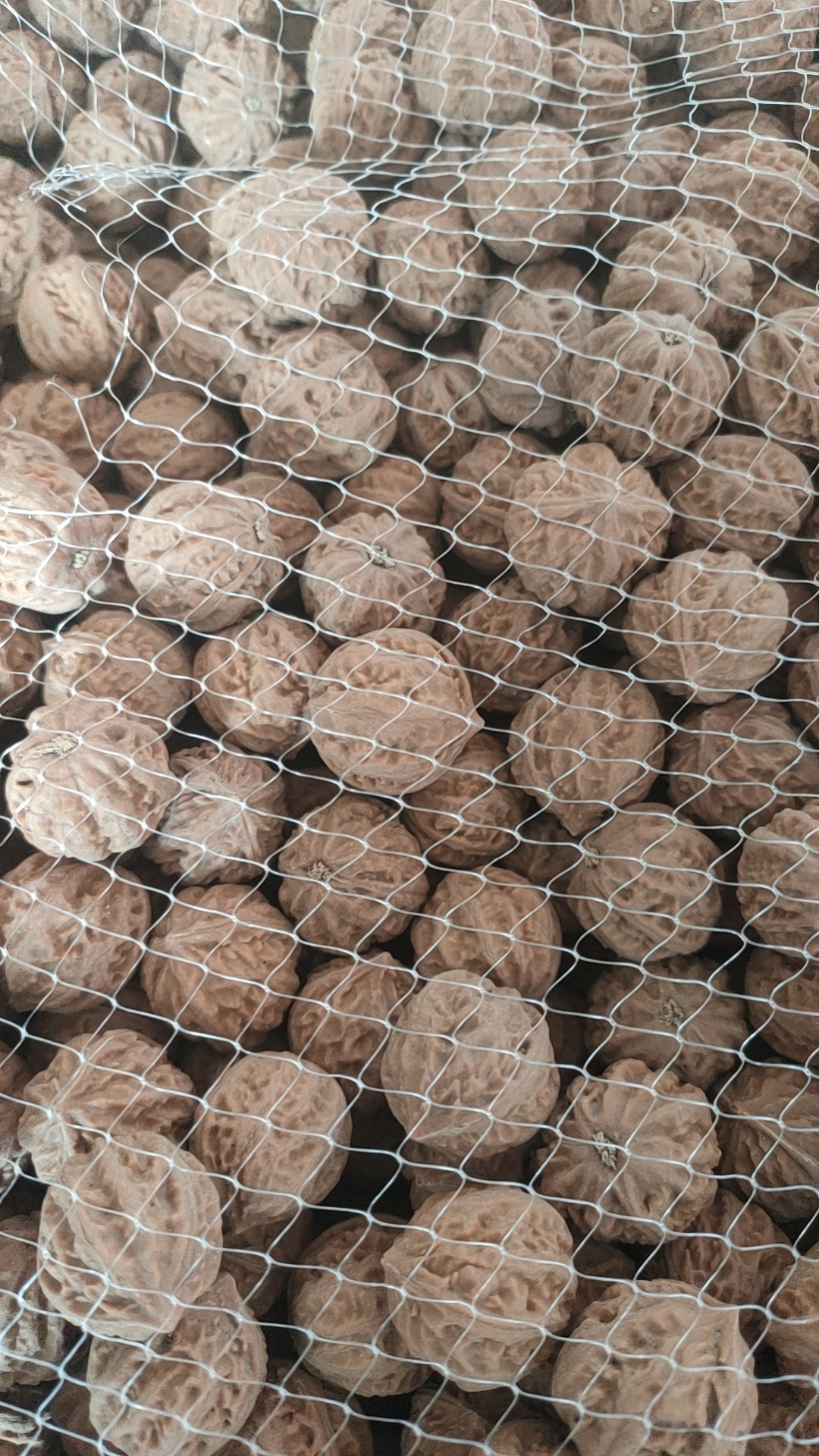 燕山小核桃散籽儿批发