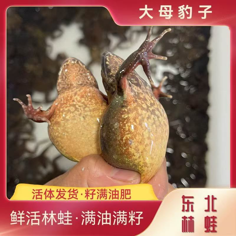 东北河鲜 大母豹子满籽满油鲜活包邮下单送酱