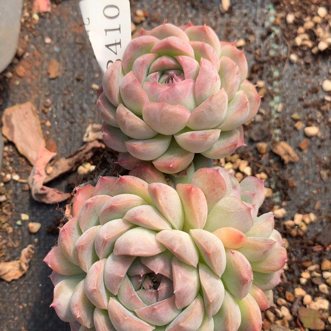 8410杂交多肉老桩