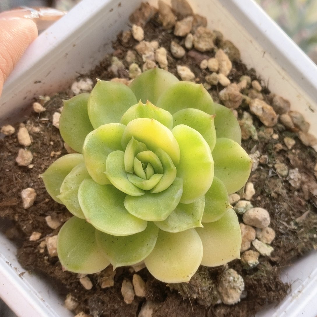 161冰河世纪锦锦锦锦