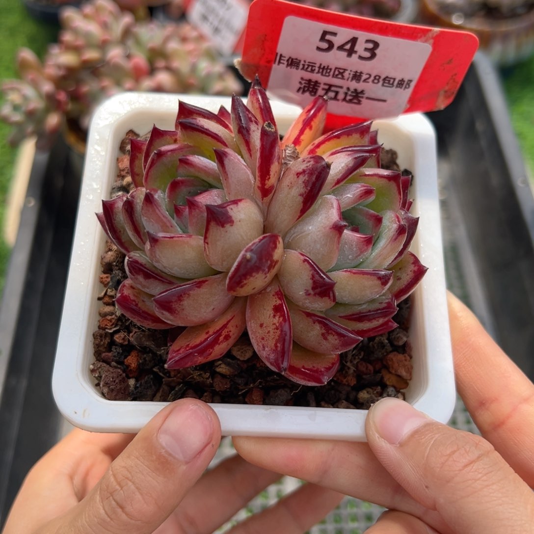 表妹精品精品多肉543.