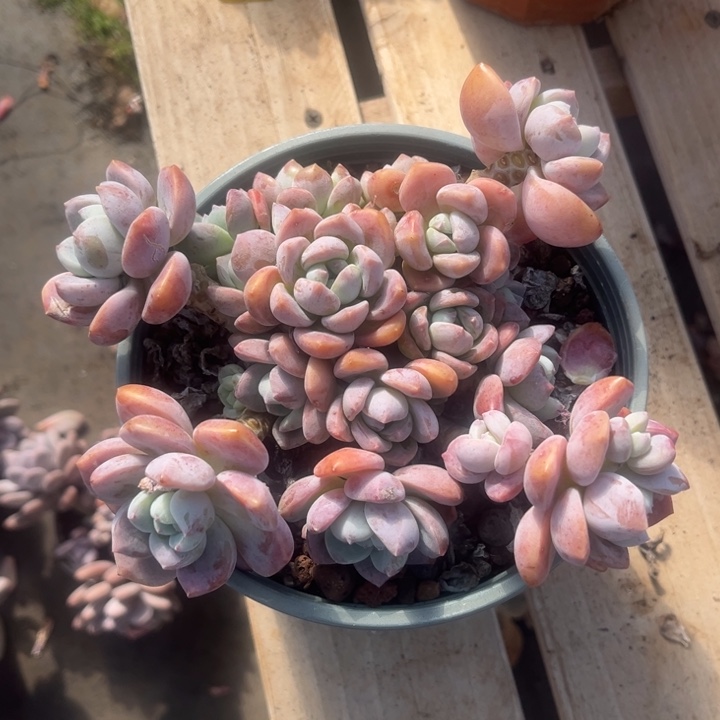 露凝香多肉植物3 2 8