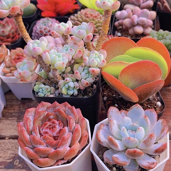 罗琦家糖心➕唐印➕橙梦露单