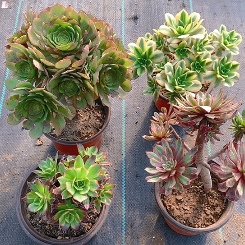992四颗多肉植物