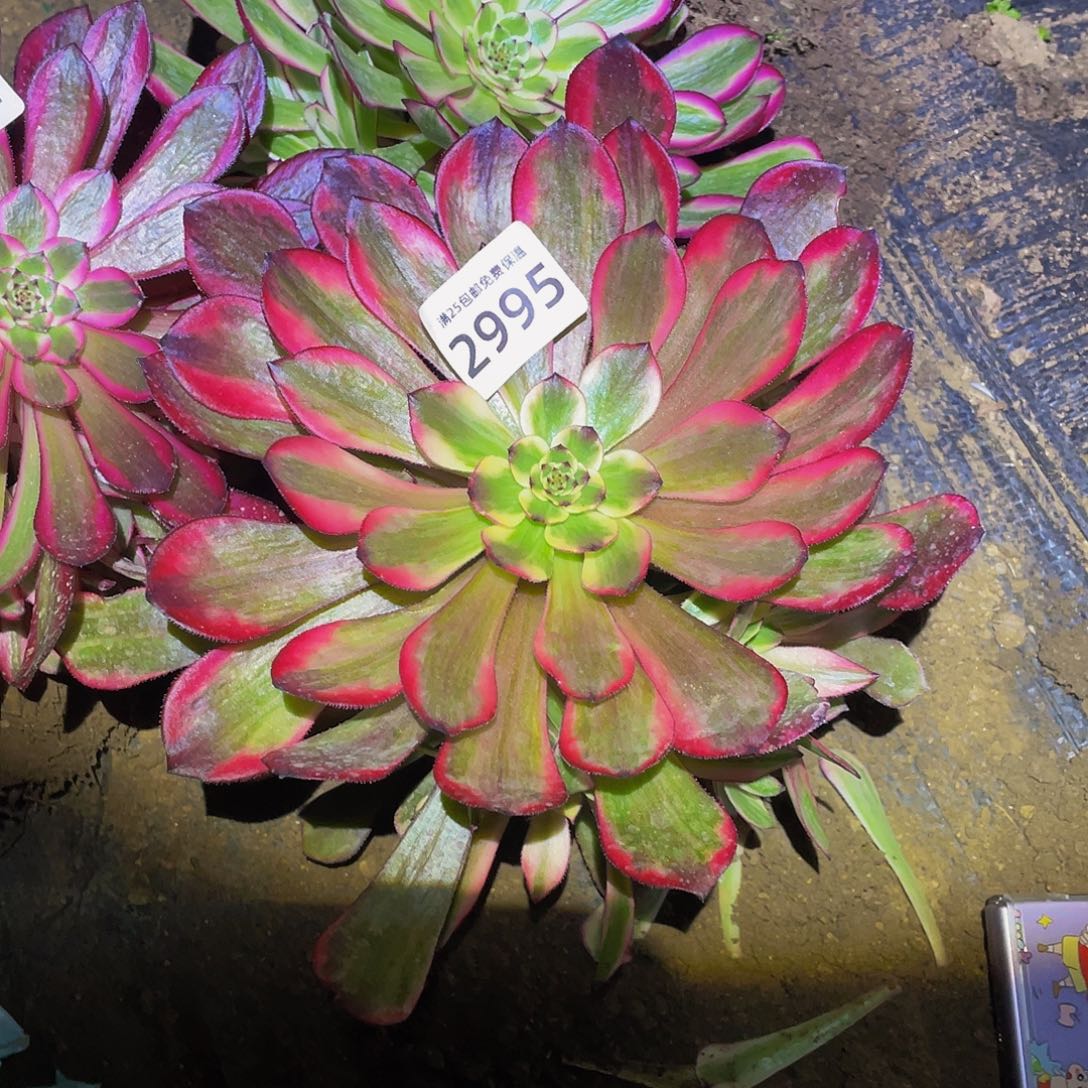 2995烟花多肉植物