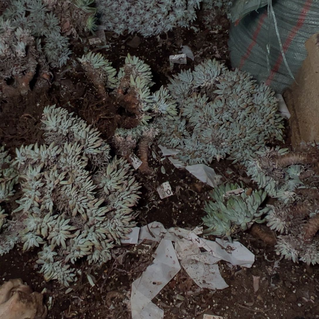 夏天冷链链接不拍出现化水无售后