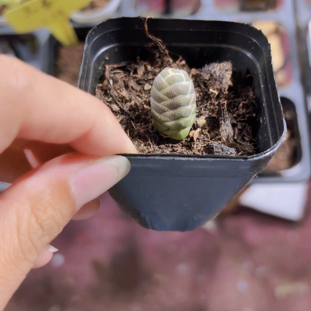 精品玉春多肉植物