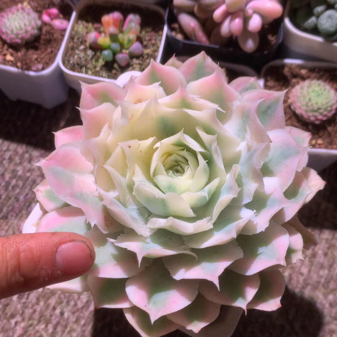 炸！圆叶蓝丝绒覆轮锦有根