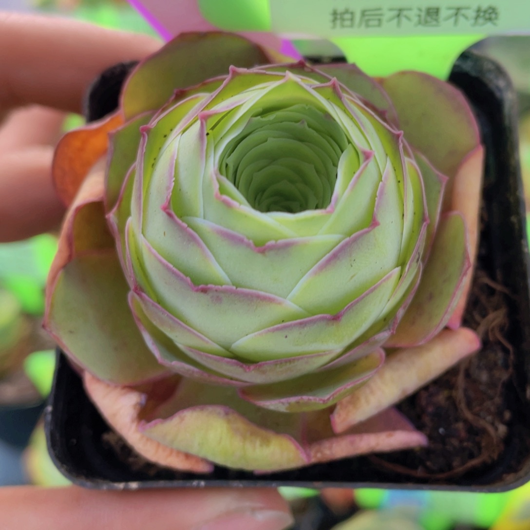 千寻多肉J005一物一拍