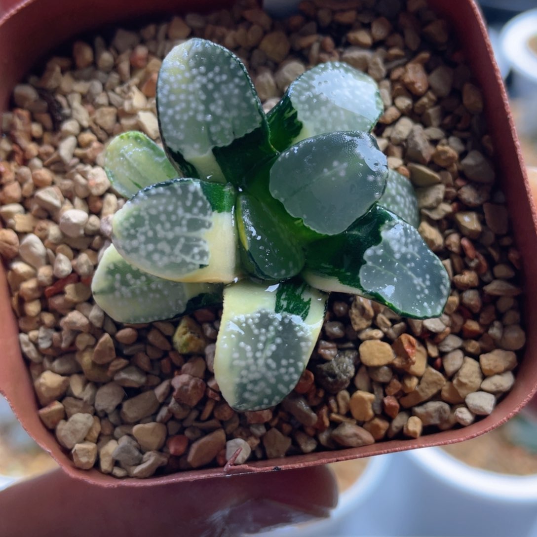 3.十二卷多肉点点寿锦。    