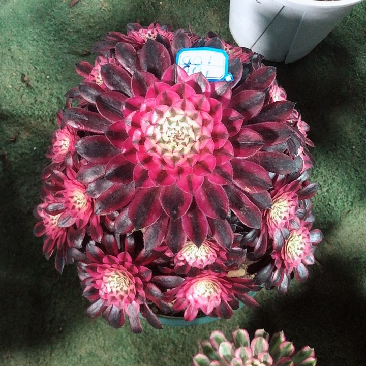 881黑桐超白多肉