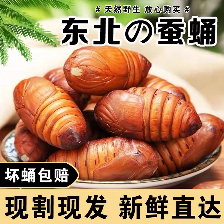 中黄蚕蛹(48-52个) 4cm-4.5cm