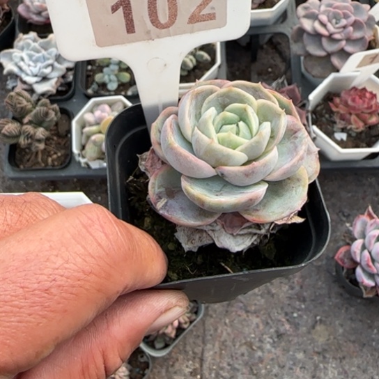 102蓝色惊喜多肉植物多