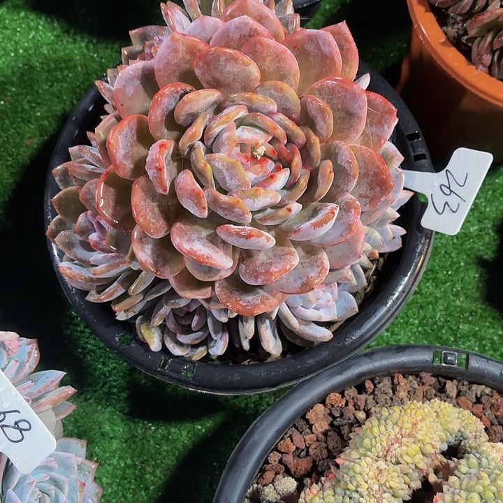 江****丽娟花卉星影手捧