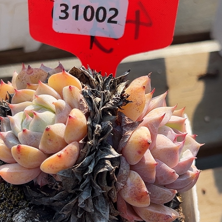 糖心       31002号