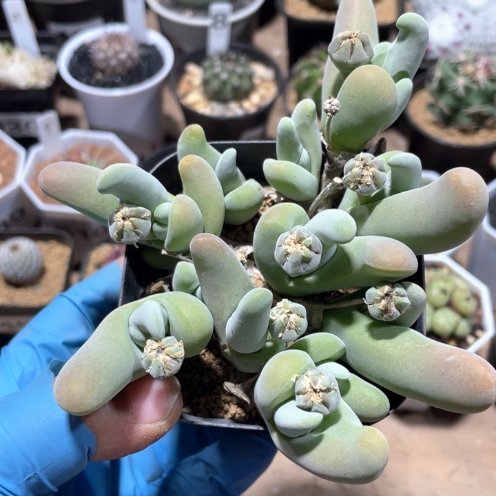 058大白鲨肉椎植物