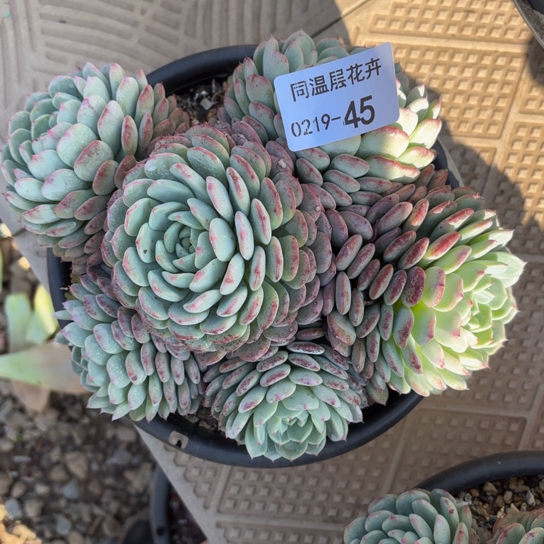 同温层多肉45白胖子