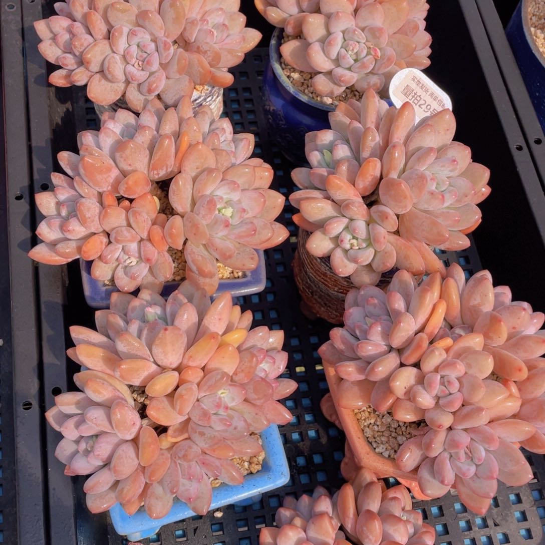 量拍29号母本大群生奶油宽叶粉香水五头老桩一个