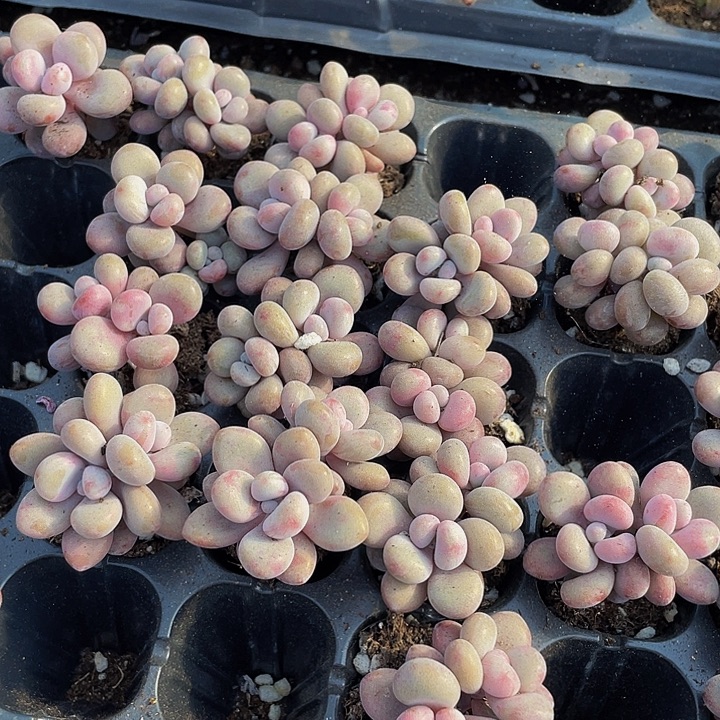 双头小桃蛋1元带土发货