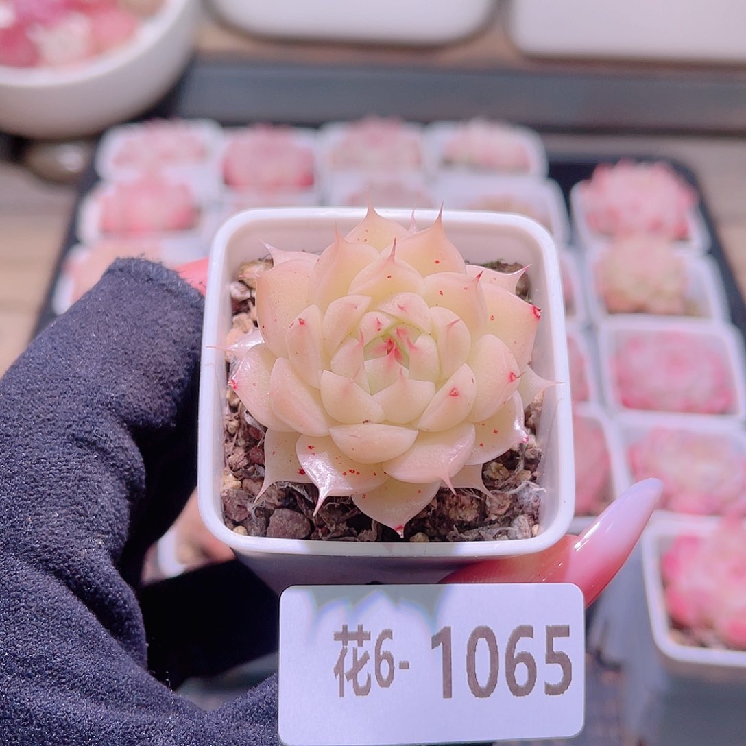 花利美6-1065海王