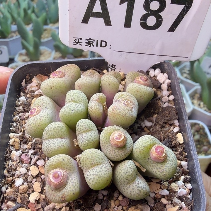 187。满38包邮肉锥